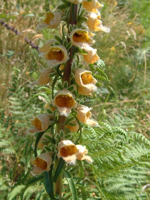 Digitalis ferruginea / Digitale bruna